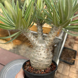 Pachypodium rosulatum var. gracilius