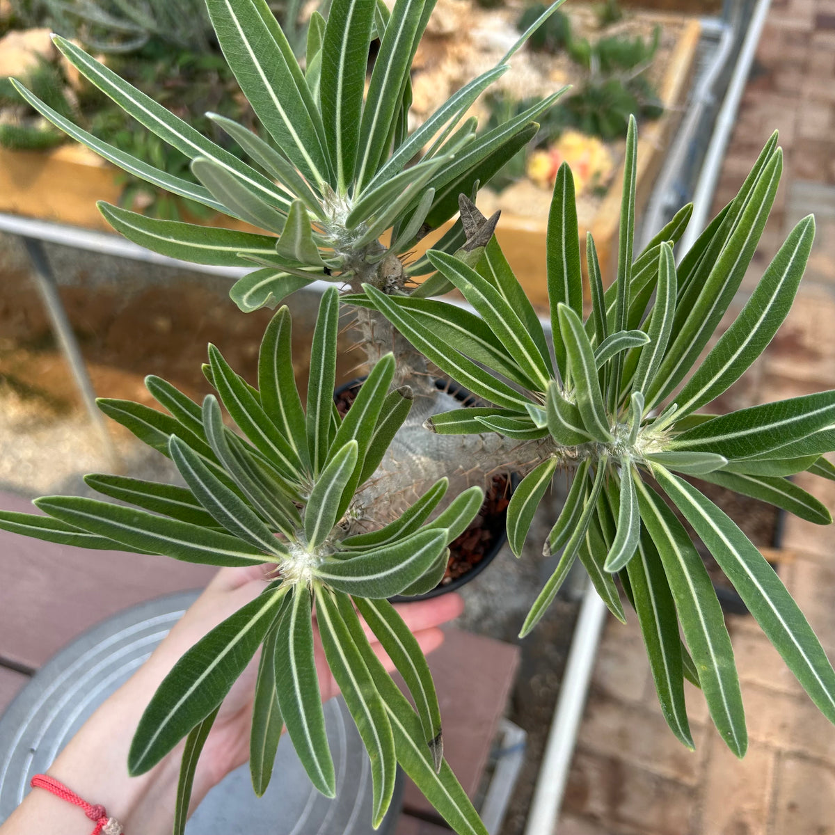 Pachypodium rosulatum var. gracilius