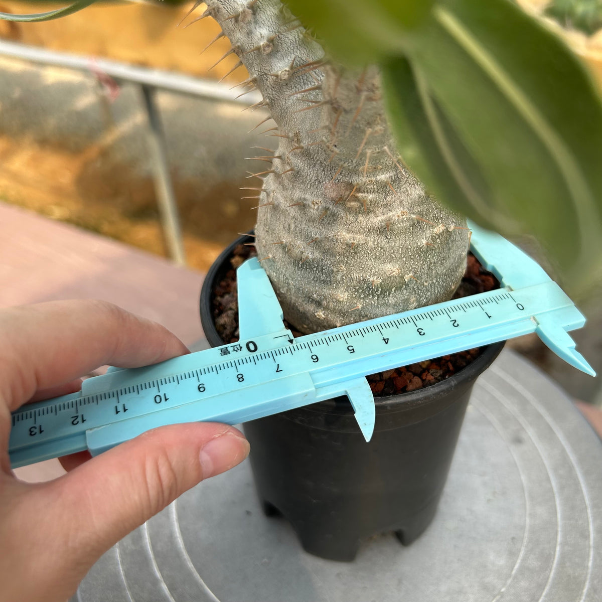 Pachypodium rosulatum var. gracilius