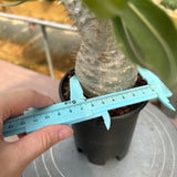 Pachypodium rosulatum var. gracilius