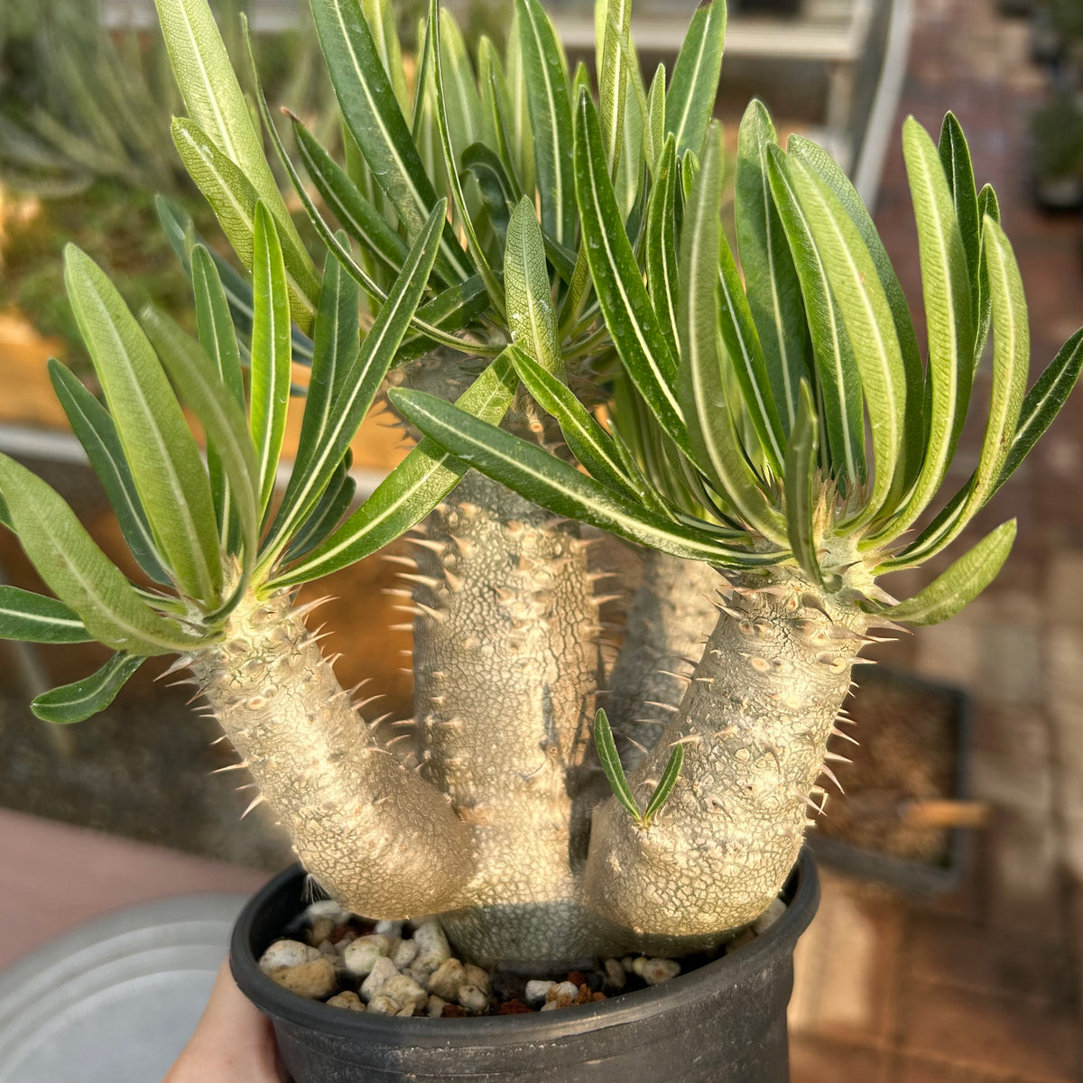 Pachypodium inopinatum Seeds — Pachypodium — 2026 seed listing — 1 Seed — image 2: plant specimen shown as a reference for this seed listing