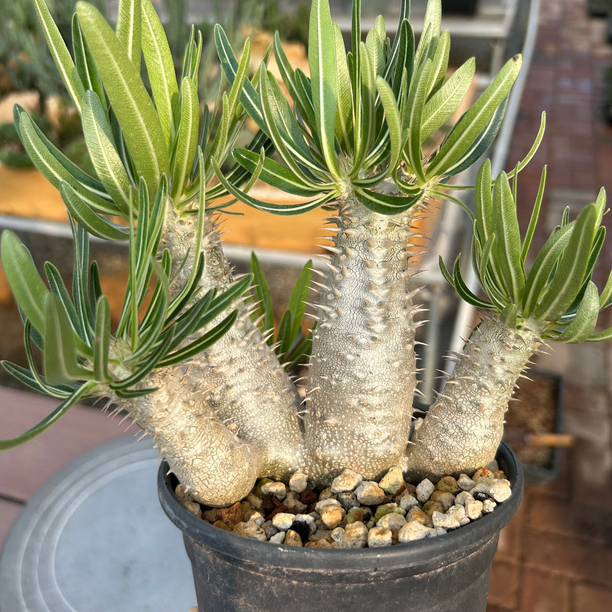 Pachypodium inopinatum Seeds — Pachypodium — 2026 seed listing — 1 Seed — image 3: plant specimen shown as a reference for this seed listing