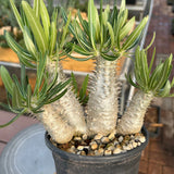Pachypodium inopinatum Seeds — Pachypodium — 2026 seed listing — 1 Seed — image 3: plant specimen shown as a reference for this seed listing