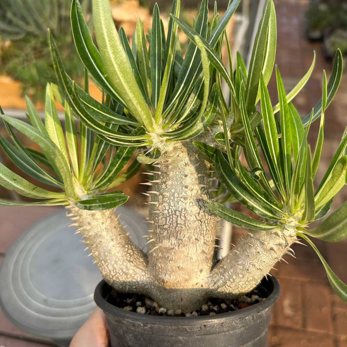 Pachypodium inopinatum Seeds — Pachypodium — 2026 seed listing — 1 Seed — image 4: plant specimen shown as a reference for this seed listing