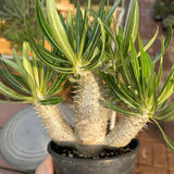 Pachypodium inopinatum Seeds — Pachypodium — 2026 seed listing — 1 Seed — image 4: plant specimen shown as a reference for this seed listing