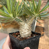 Pachypodium rosulatum var. gracilius