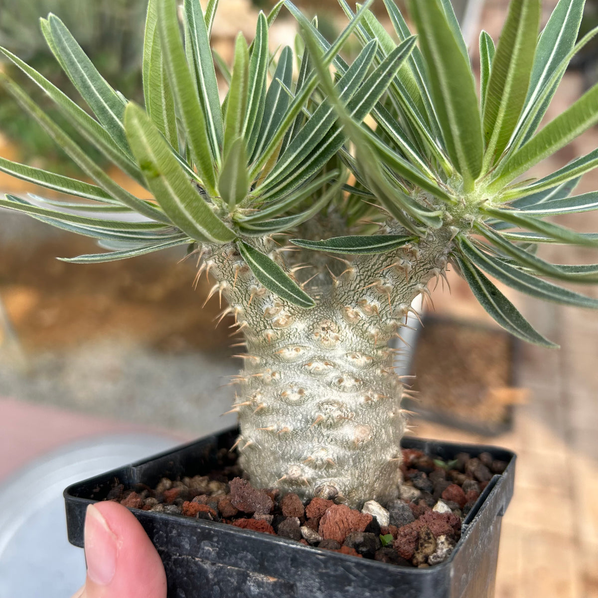 Pachypodium rosulatum var. gracilius