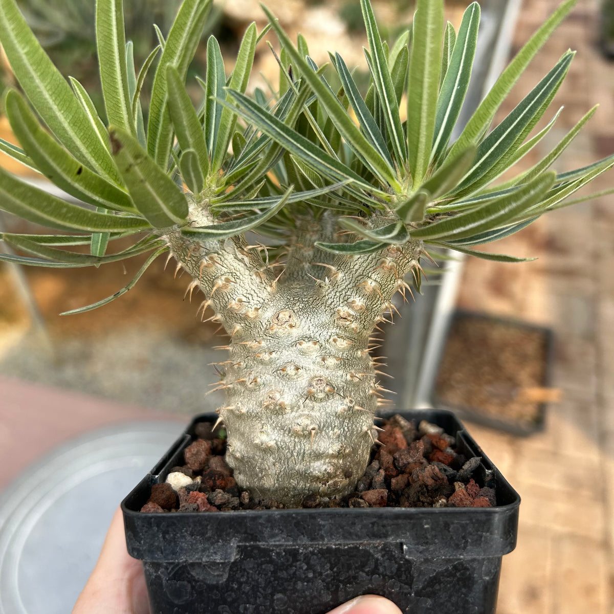 Pachypodium rosulatum var. gracilius