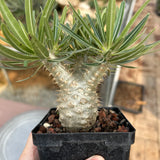 Pachypodium rosulatum var. gracilius