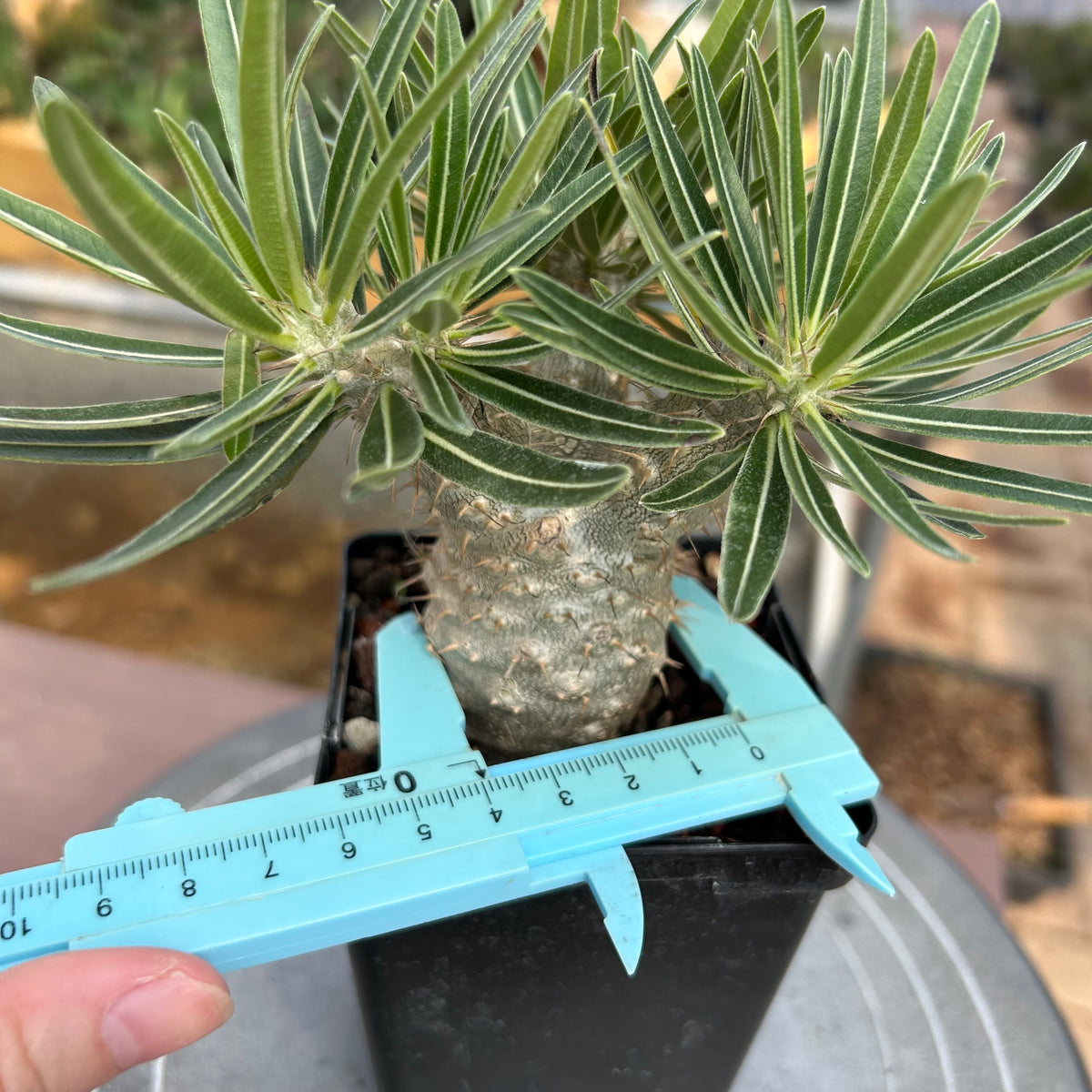 Pachypodium rosulatum var. gracilius