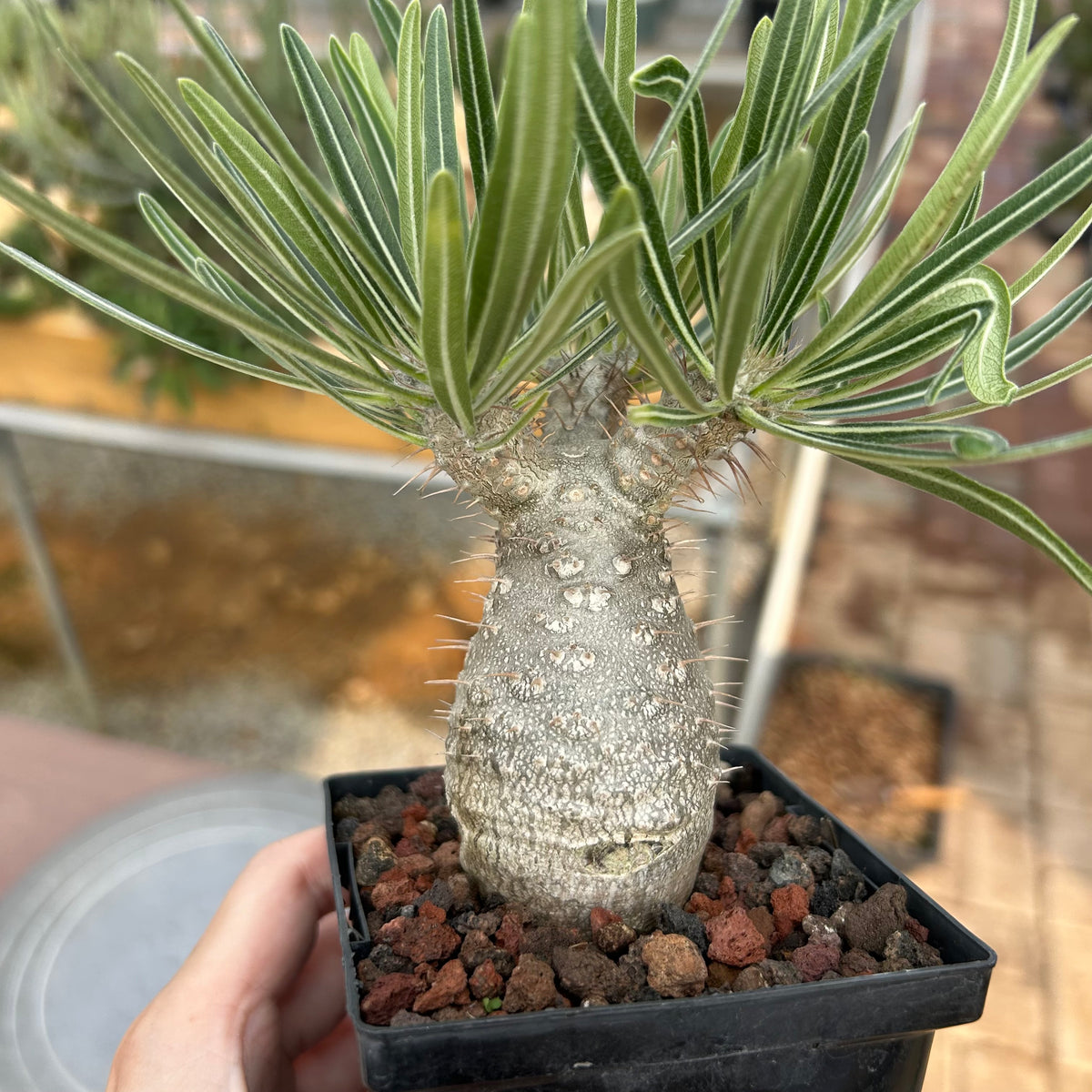 Pachypodium rosulatum var. gracilius