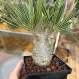 Pachypodium rosulatum var. gracilius