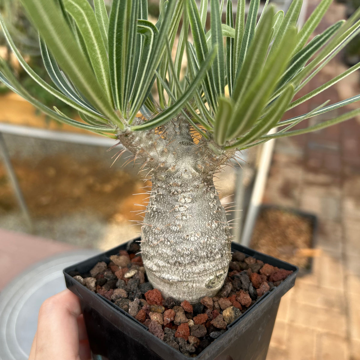 Pachypodium rosulatum var. gracilius