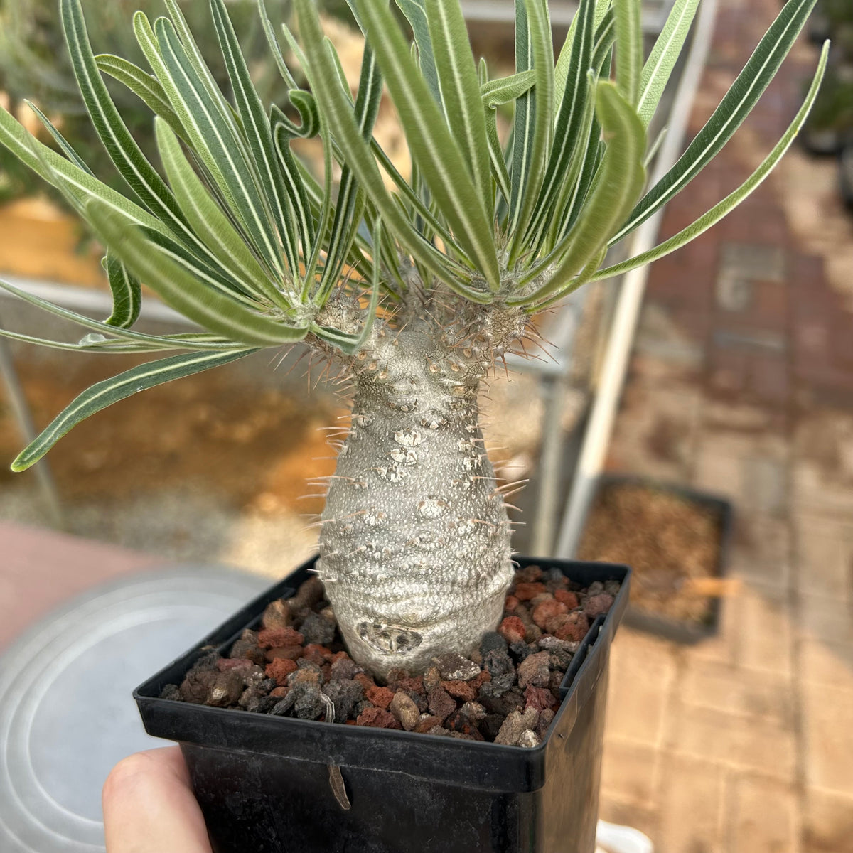 Pachypodium rosulatum var. gracilius