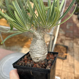 Pachypodium rosulatum var. gracilius