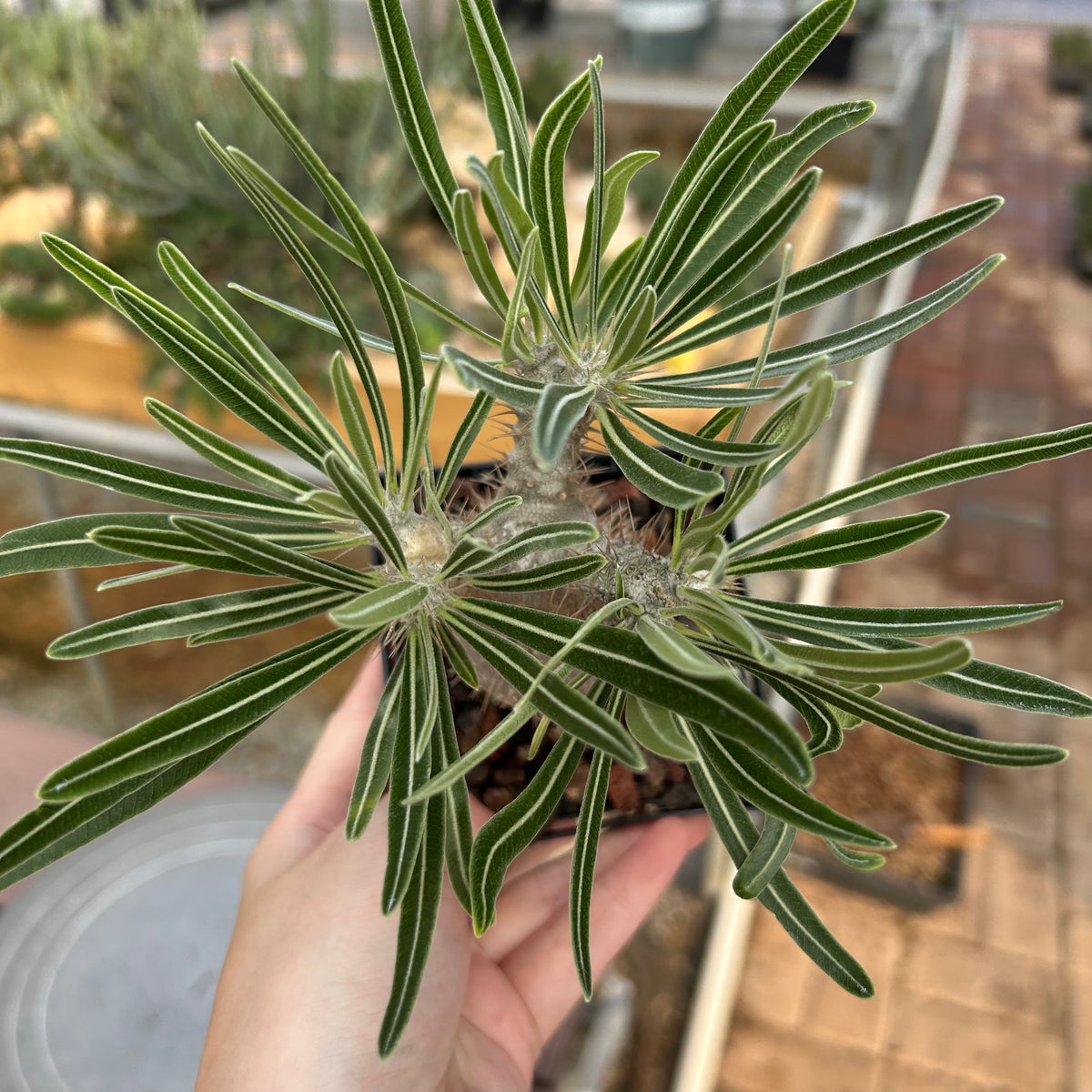 Pachypodium rosulatum var. gracilius