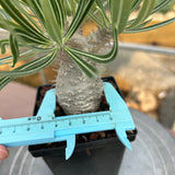 Pachypodium rosulatum var. gracilius