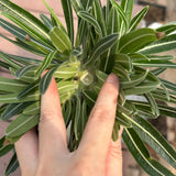 Pachypodium rosulatum var. gracilius