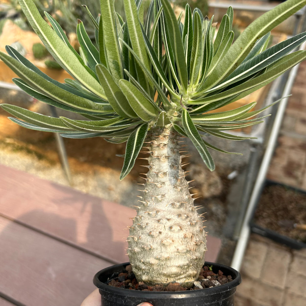 Pachypodium rosulatum var. gracilius