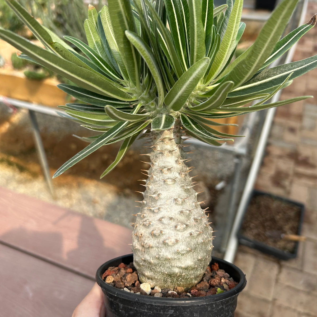 Pachypodium rosulatum var. gracilius