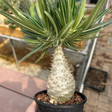 Pachypodium rosulatum var. gracilius
