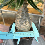 Pachypodium rosulatum var. gracilius