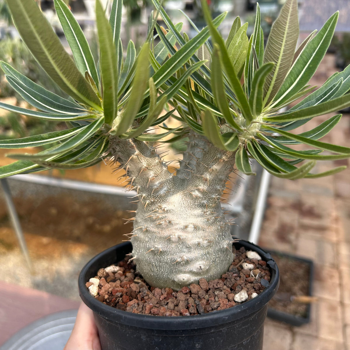Pachypodium rosulatum var. gracilius