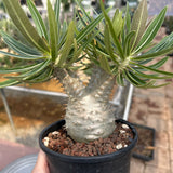 Pachypodium rosulatum var. gracilius