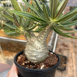 Pachypodium rosulatum var. gracilius