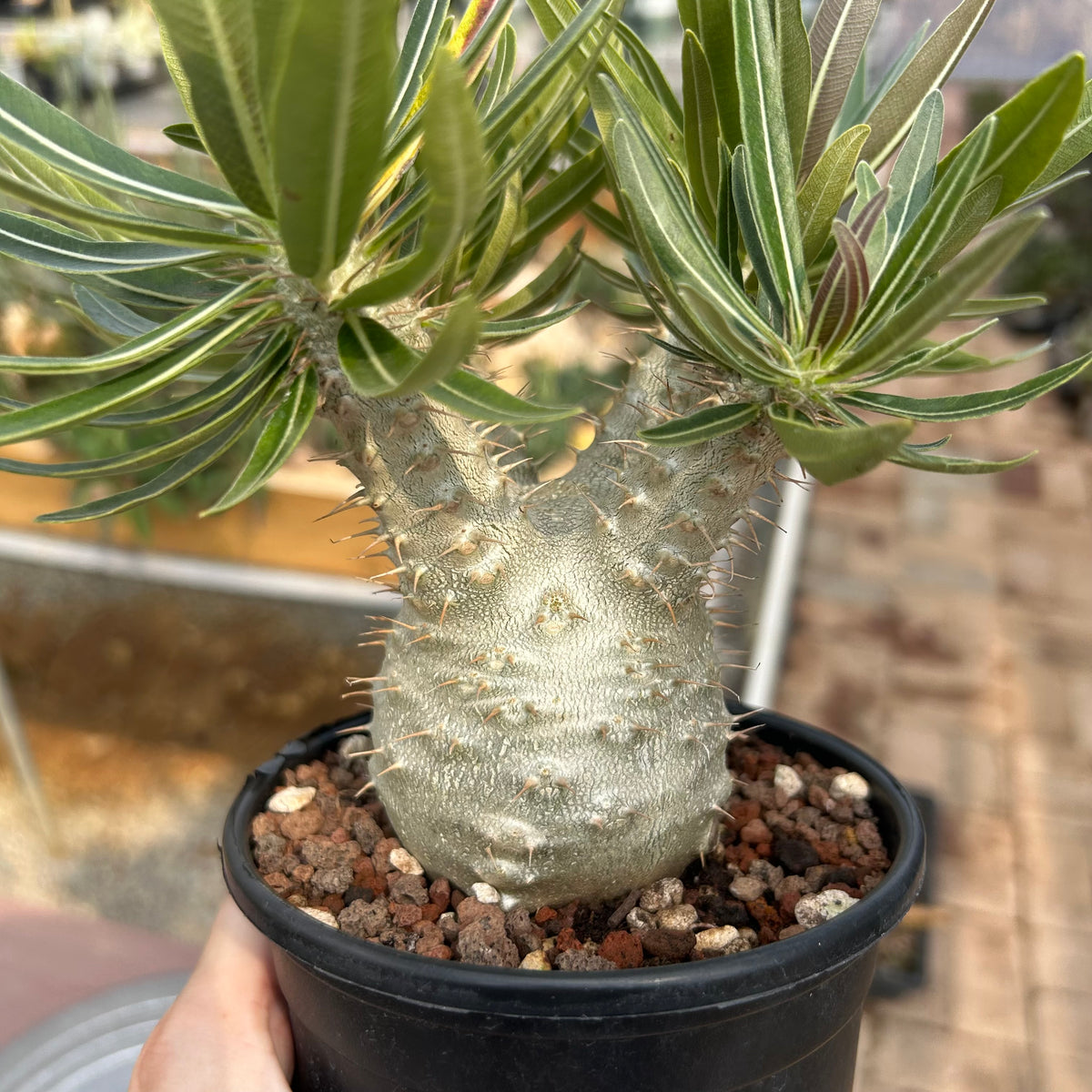 Pachypodium rosulatum var. gracilius