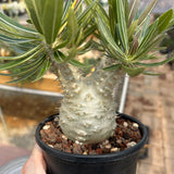 Pachypodium rosulatum var. gracilius