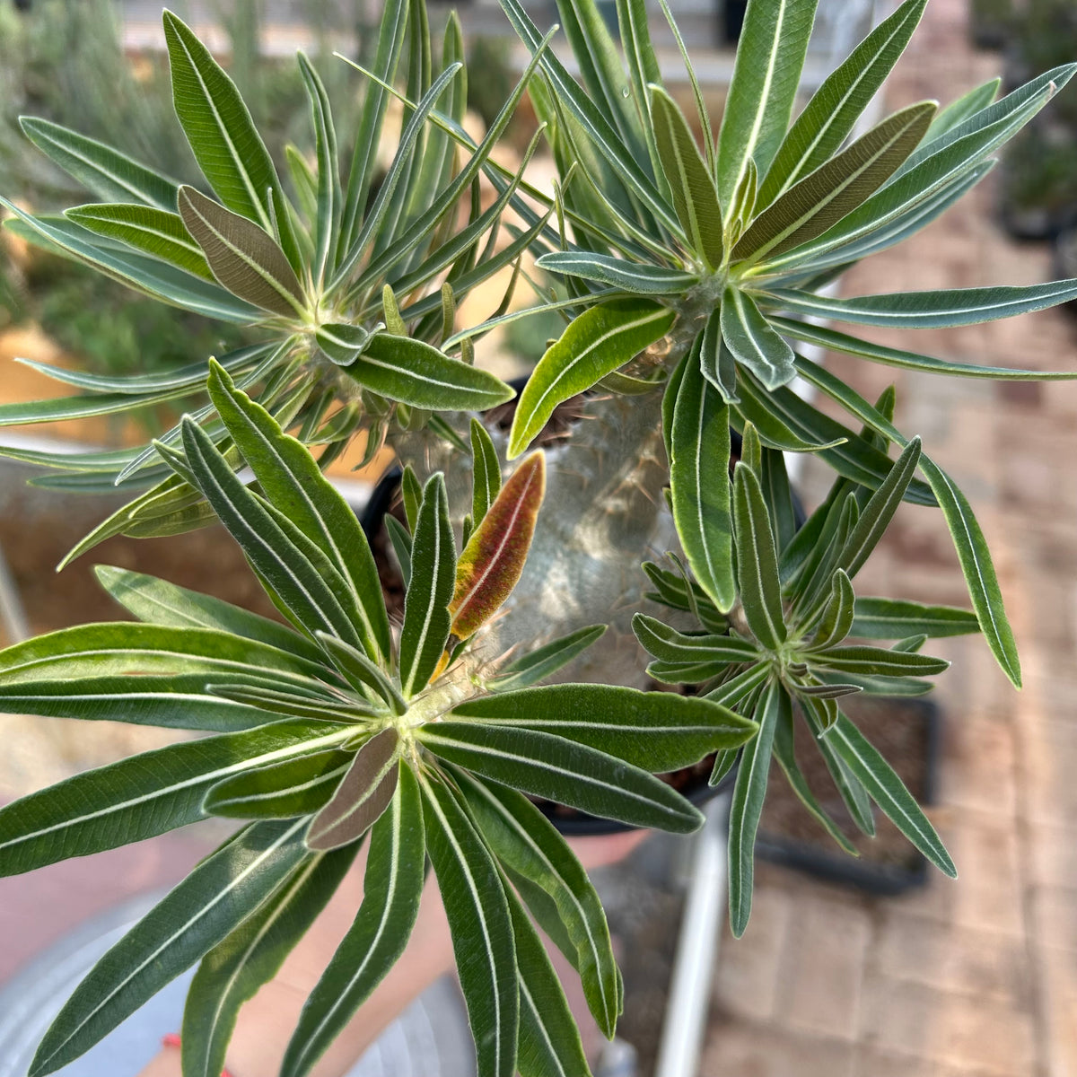 Pachypodium rosulatum var. gracilius