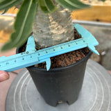 Pachypodium rosulatum var. gracilius