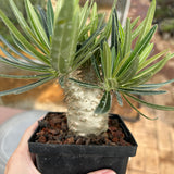 Pachypodium rosulatum var. gracilius