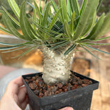 Pachypodium rosulatum var. gracilius