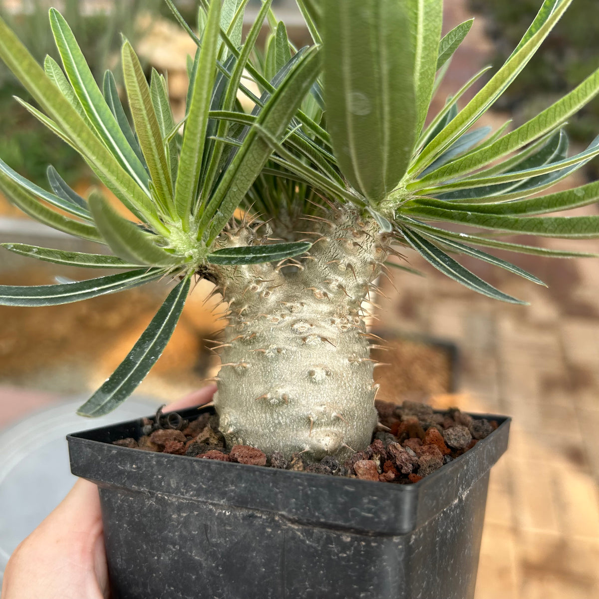 Pachypodium rosulatum var. gracilius