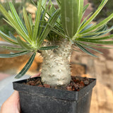 Pachypodium rosulatum var. gracilius