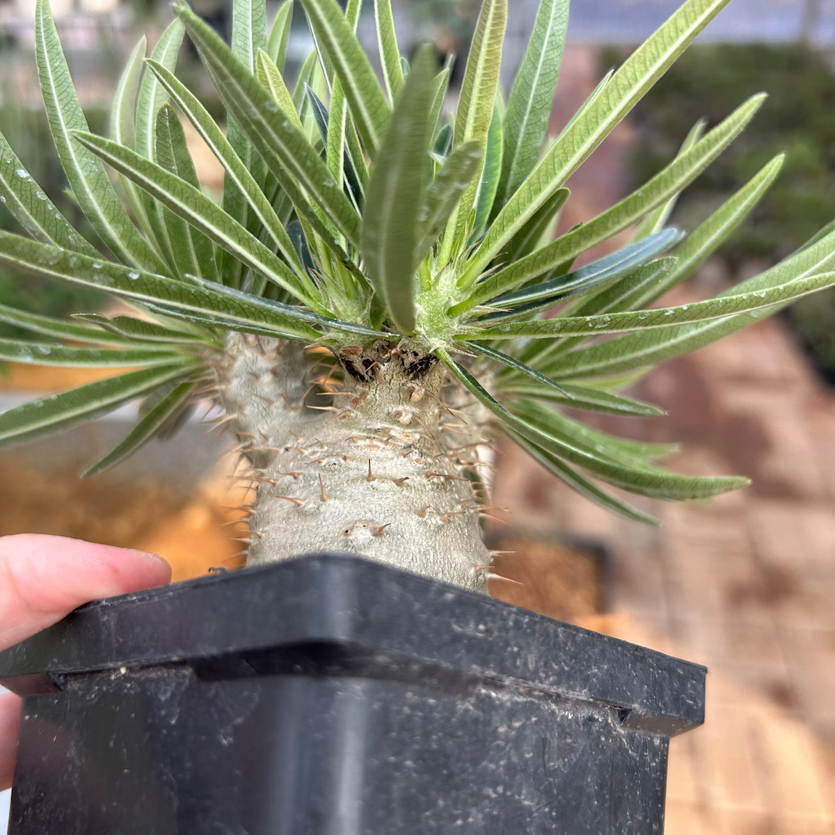 Pachypodium rosulatum var. gracilius
