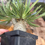 Pachypodium rosulatum var. gracilius