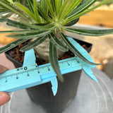 Pachypodium rosulatum var. gracilius