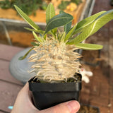 Pachypodium eburneum