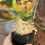 Pachypodium eburneum