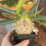 Pachypodium eburneum