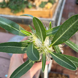 Pachypodium eburneum