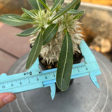 Pachypodium eburneum