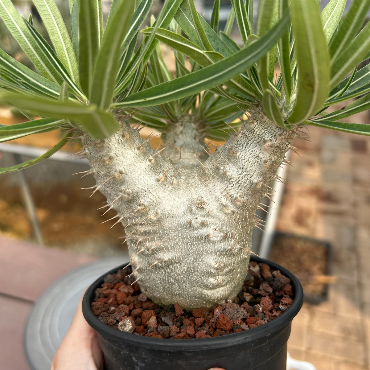 Pachypodium rosulatum var. gracilius