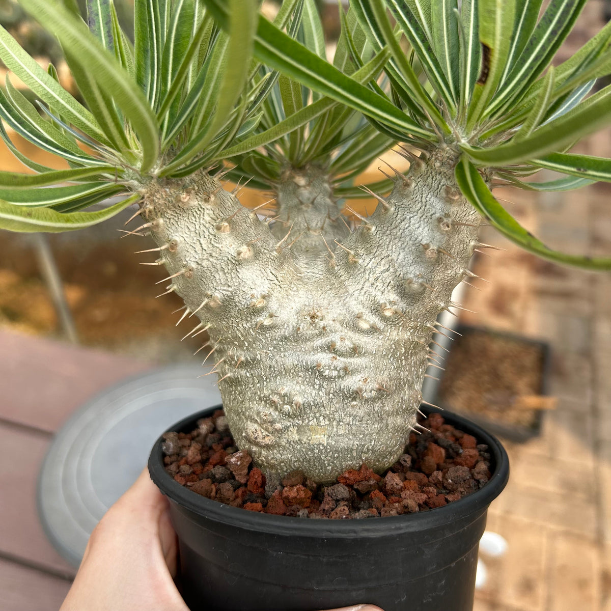 Pachypodium rosulatum var. gracilius