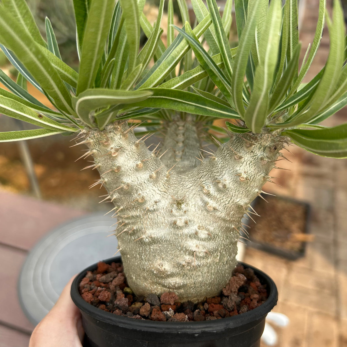 Pachypodium rosulatum var. gracilius