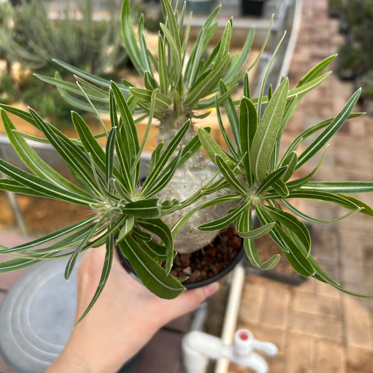 Pachypodium rosulatum var. gracilius