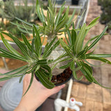 Pachypodium rosulatum var. gracilius